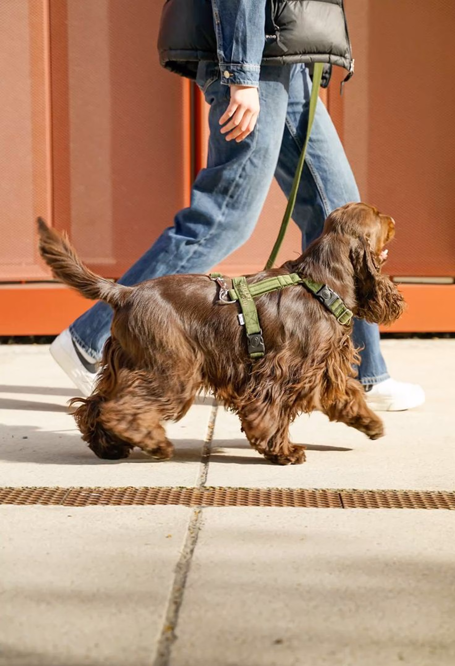 En hund i sele på promenad bredvid en person